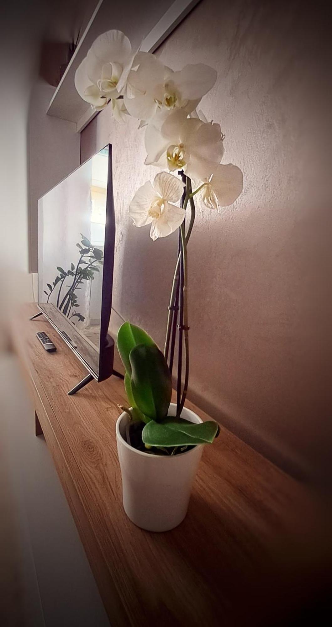 Roma Bema Apartment - Charme E Relax A Due Passi Dal Vaticano Esterno foto